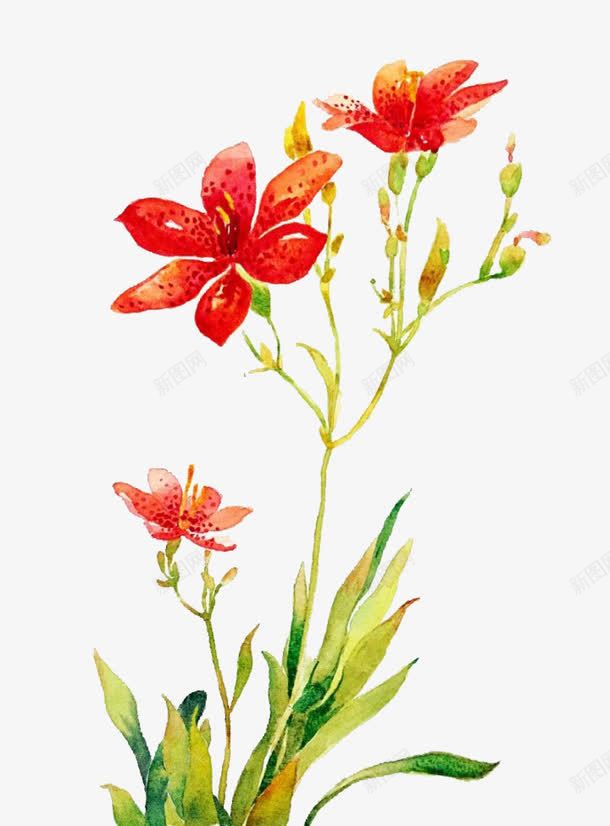 红色迎春花png免抠素材_新图网 https://ixintu.com 植物 红色 花骨朵 迎春花