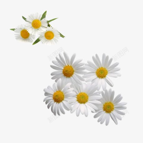 白色雏菊png免抠素材_新图网 https://ixintu.com daisy 产品实物 白色花朵 鲜花饰品 黄色花蕊