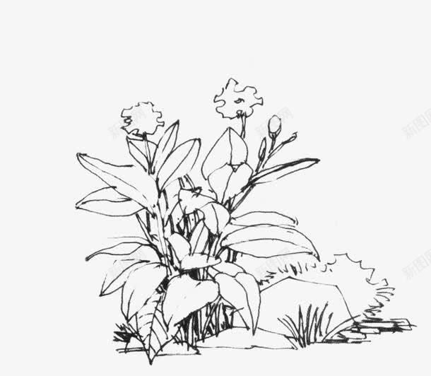 绘画素描植物展板png免抠素材_新图网 https://ixintu.com 展板 植物 素描 绘画