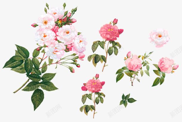 手绘茶花展板png免抠素材_新图网 https://ixintu.com 展板 素材 茶花