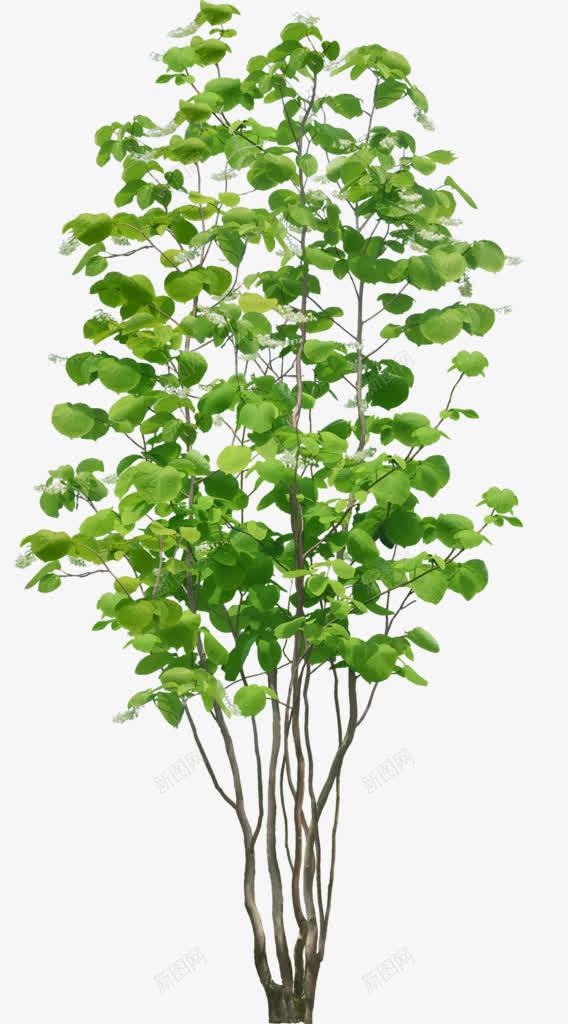 绿色植物树枝夏天叶子png免抠素材_新图网 https://ixintu.com 叶子 夏天 树枝 绿色植物