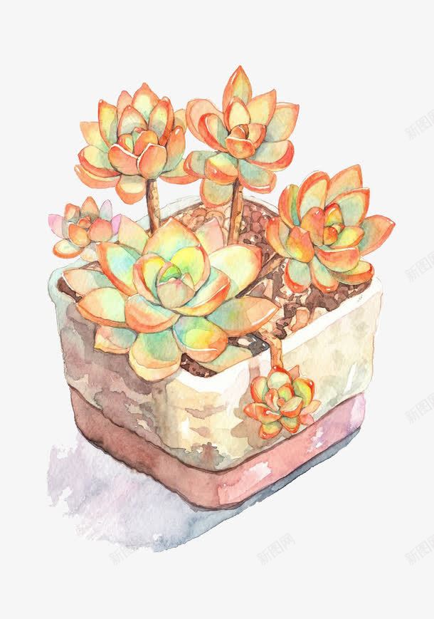 一盆多肉植物png免抠素材_新图网 https://ixintu.com 多肉 多肉植物 彩铅 手绘 植物 橙色植物 水彩 盆栽