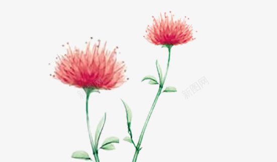 红景天植物png免抠素材_新图网 https://ixintu.com 手绘 植物 红景天 美妆 药材红景天