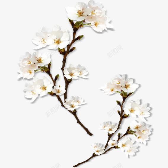 桃花迎春png免抠素材_新图网 https://ixintu.com 春天 桃花 花枝 迎春