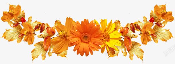 花枝png免抠素材_新图网 https://ixintu.com 枫叶 水彩花卉 花边 野花 黄花
