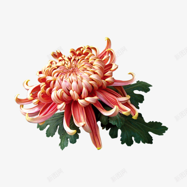 中国二十四节气红菊花png免抠素材_新图网 https://ixintu.com 下载 中国二十四节气 中国风 山水墨画 淘宝 红菊花免抠 美工