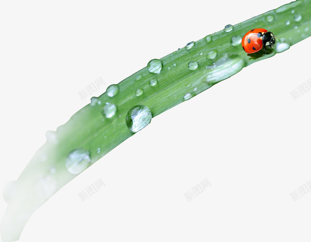 春天绿色小草一根草瓢虫png免抠素材_新图网 https://ixintu.com 一根草 小草 春天 瓢虫 绿色