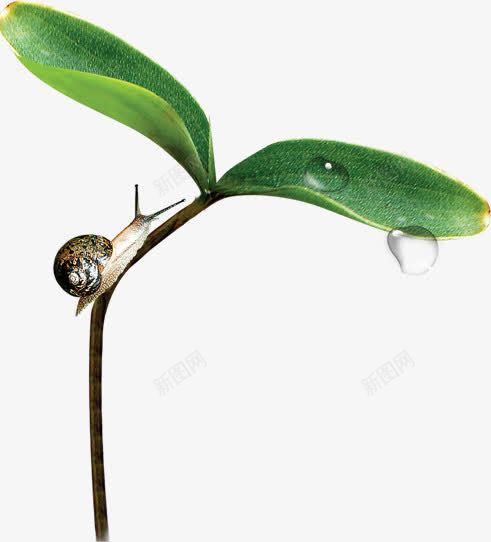 美景春天露珠植物蜗牛png免抠素材_新图网 https://ixintu.com 春天 植物 美景 蜗牛 露水小草 露珠