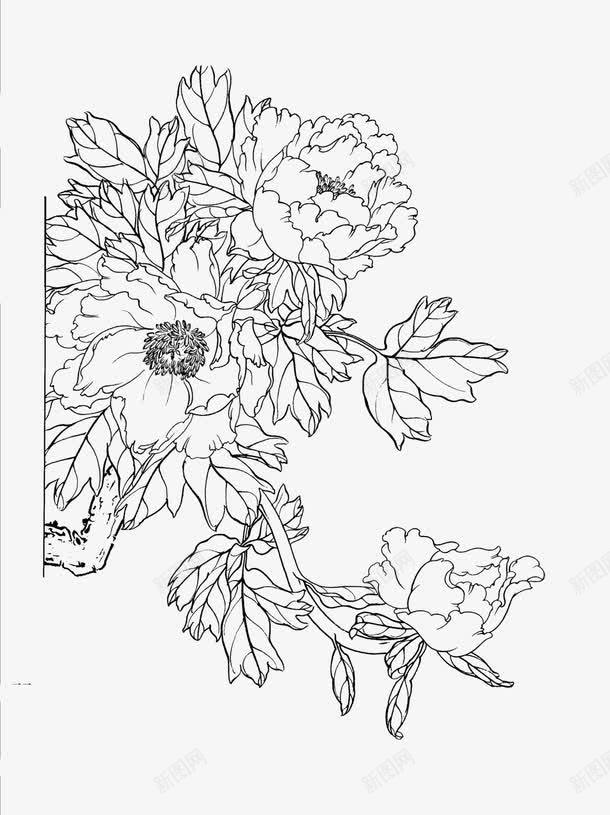 牡丹花线稿白描png免抠素材_新图网 https://ixintu.com 古典 古风 工笔画 牡丹花 白描 线描 线稿