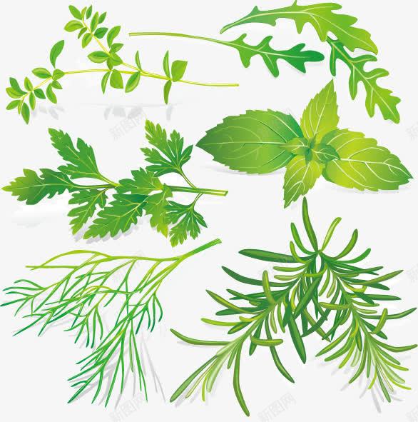 中草药矢量图ai免抠素材_新图网 https://ixintu.com 中草药 传统医学 叶子 植物 绿叶 绿色 草药 薄荷 金银花 矢量图