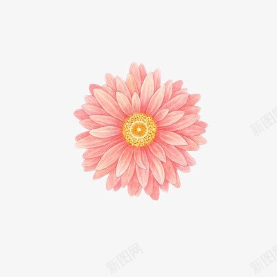 粉色雏菊png免抠素材_新图网 https://ixintu.com 植物 粉色 花朵 菊花 装饰 雏菊