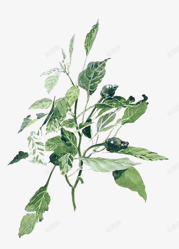 一株植物png免抠素材_新图网 https://ixintu.com 叶子 大自然 手绘 树叶 植物 水彩 绿叶