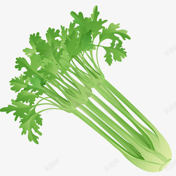 新鲜西芹插画矢量图ai免抠素材_新图网 https://ixintu.com 免抠PNG 新鲜西芹矢量插画 素食 维生素 绿色 芹菜 蔬菜 食材 矢量图