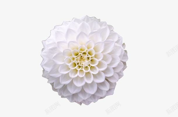 春天绿色白色绣球花png免抠素材_新图网 https://ixintu.com 春天 白色 绣球花 绿色