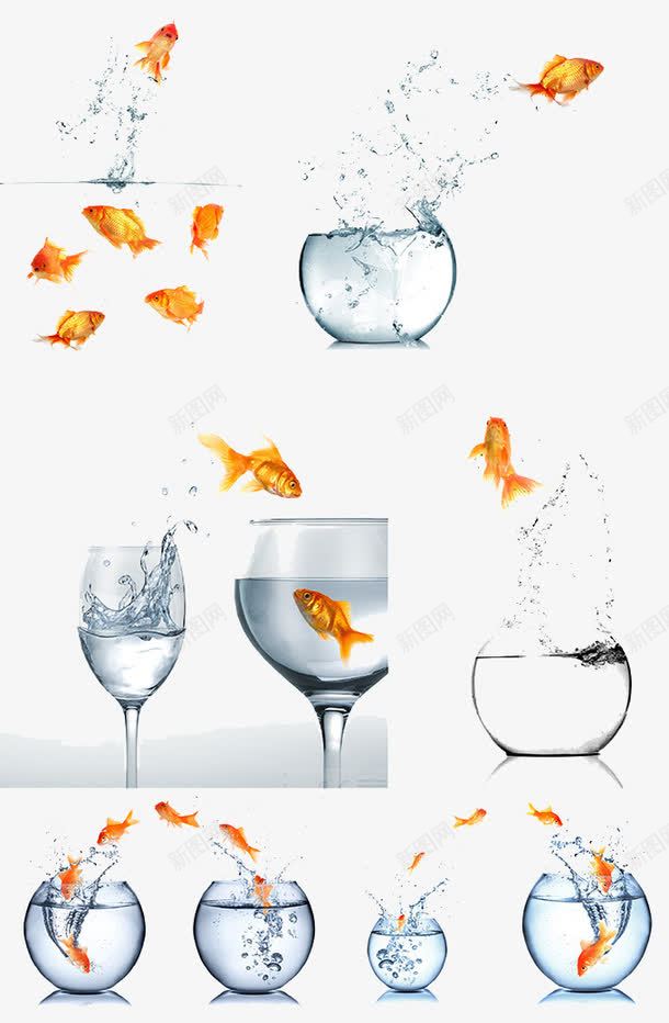 跳出鱼缸的金鱼png免抠素材_新图网 https://ixintu.com 动物 水中生物 跳到大鱼缸 跳跃 金鱼 飞溅的水花 鱼 鱼类 鱼缸