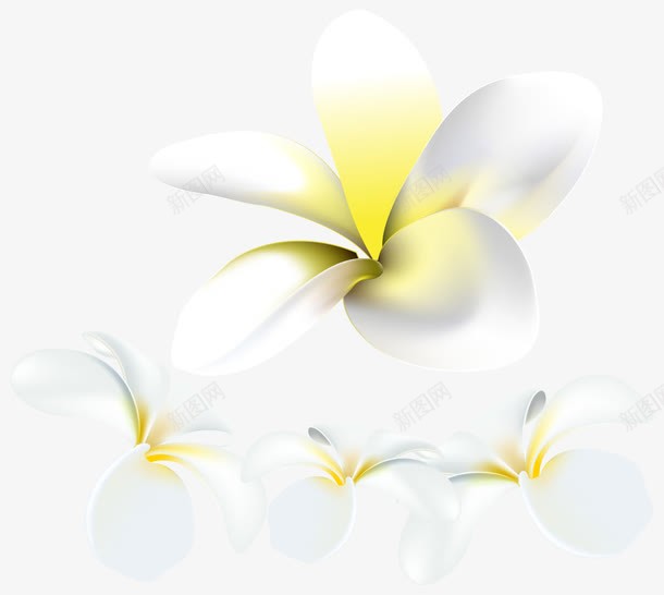 美丽的业务花卡png免抠素材_新图网 https://ixintu.com 卡 名片 漂亮的花