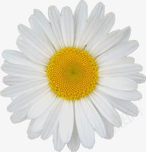 白色菊花花朵舞台灯光png免抠素材_新图网 https://ixintu.com 灯光 白色 舞台 花朵 菊花 菊花图案
