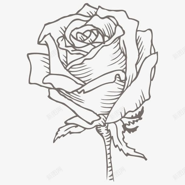 玫瑰花素描图标png_新图网 https://ixintu.com 一枝花 七叶 手绘玫瑰花 玫瑰纹身 玫瑰花素描 盛开玫瑰花 线描玫瑰花 花朵 黑白玫瑰花