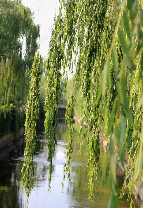 清华大学png免抠素材_新图网 https://ixintu.com 垂柳 夏季 校园一景 清华大学 绿色 茂盛