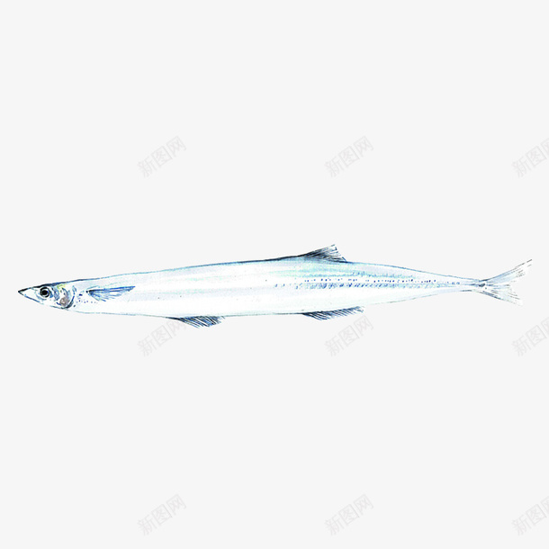 银鱼海鲜绘画图案png免抠素材_新图网 https://ixintu.com 手绘 毛笔风 水墨 水彩 海产 海鲜 生物 银鱼