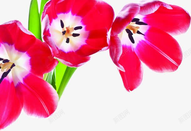 粉色花朵名片png免抠素材_新图网 https://ixintu.com 名片 粉色 花朵