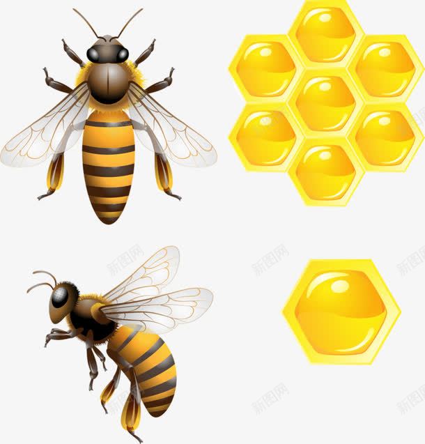 蜜蜂png免抠素材_新图网 https://ixintu.com 动物 卡通 可爱动物 昆虫 蜂类 蜂蜜 蜜蜂