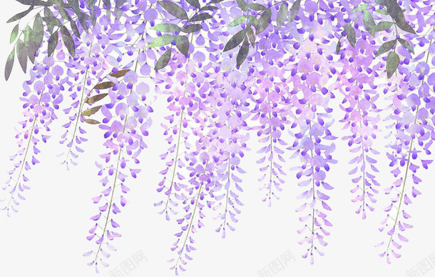 手绘淡紫色藤萝花png免抠素材_新图网 https://ixintu.com 手绘清新 淡紫色花 花 藤萝