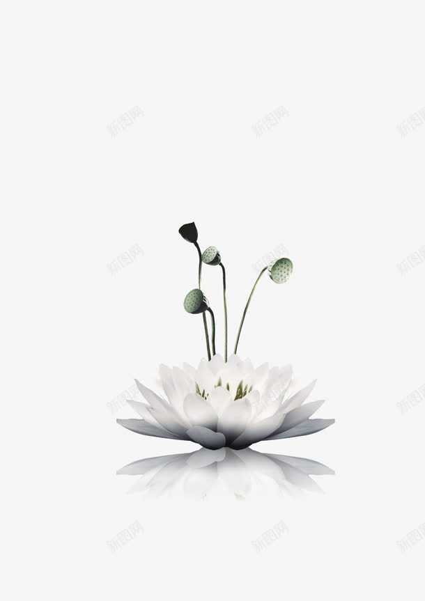 白莲花莲藕psd免抠素材_新图网 https://ixintu.com 传统文化 植物 清高 白莲花 莲藕