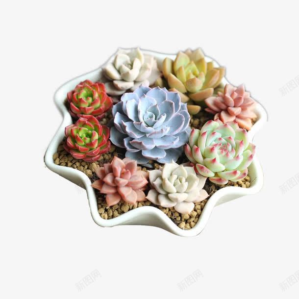 多肉植物套餐png免抠素材_新图网 https://ixintu.com DIY多肉 产品实物 多肉 植物 组合盆栽