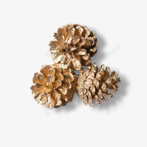 DIY干花松塔png免抠素材_新图网 https://ixintu.com DIY 产品食物 干花 松塔 松树 植物
