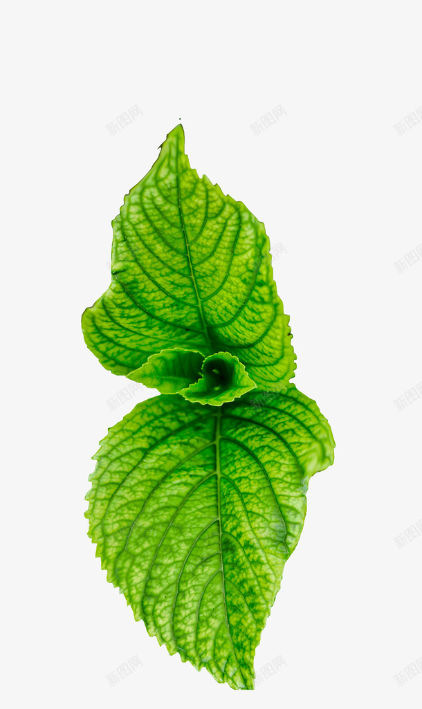 春天绿色薄荷叶子png免抠素材_新图网 https://ixintu.com 叶子 春天 绿色 薄荷