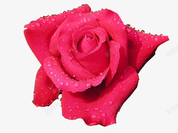 花朵玫瑰水珠露珠png免抠素材_新图网 https://ixintu.com 水珠 玫瑰 红花 花朵 露珠