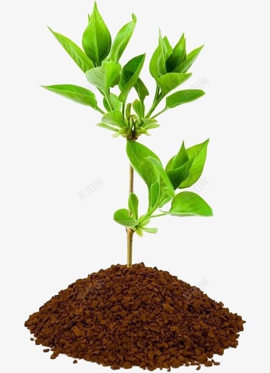 植树节小树苗png免抠素材_新图网 https://ixintu.com 手绘 树苗 植树节 绿色生命