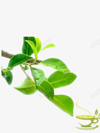 绿茶树枝psd免抠素材_新图网 https://ixintu.com 新鲜 清香 绿色 绿茶