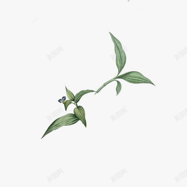 手绘简约花卉纹理png免抠素材_新图网 https://ixintu.com 元素 手绘 花卉 装饰