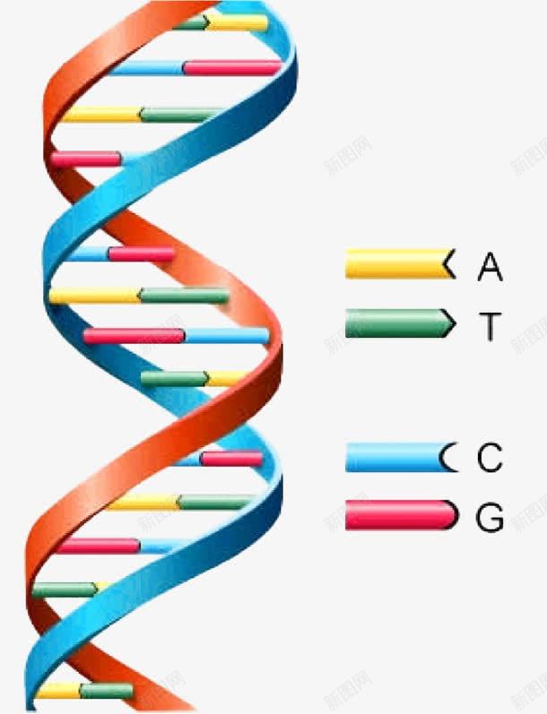 双螺旋基因链png免抠素材_新图网 https://ixintu.com DNA 双螺旋 基因检测 基因链
