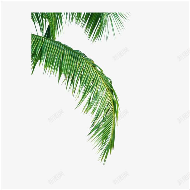 叶子png免抠素材_新图网 https://ixintu.com 椰子叶 绿色植物