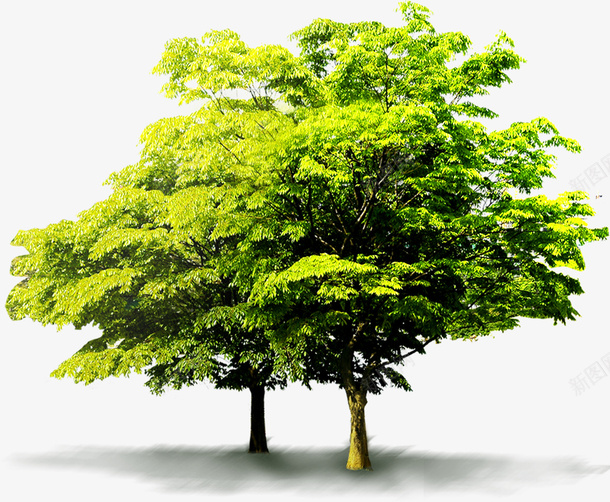 苍天大树png免抠素材_新图网 https://ixintu.com 春天 清新苍天大树 苍天大树