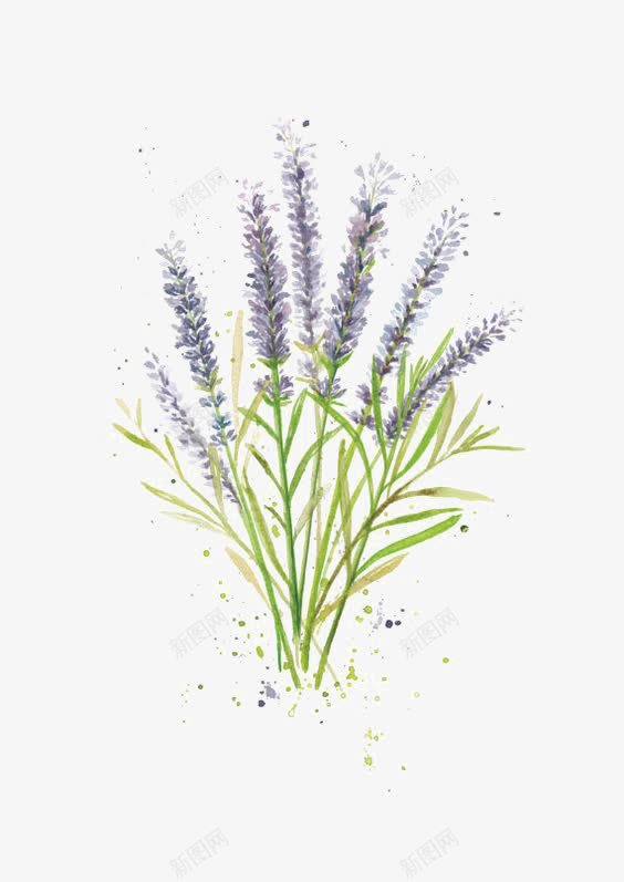 水彩薰衣草png免抠素材_新图网 https://ixintu.com 手绘 植物 水墨 清醒 薰衣草免扣元素 薰衣草透明PNG