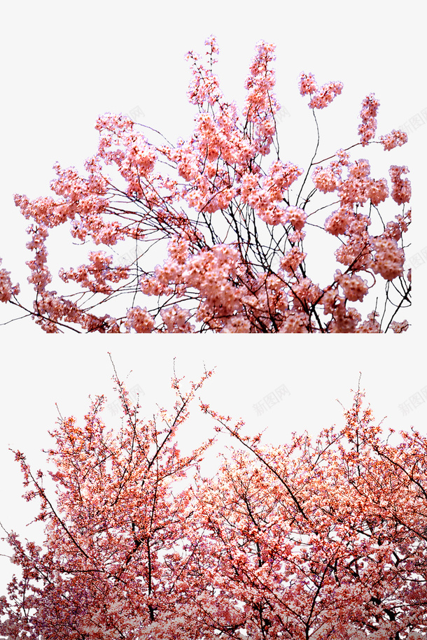 粉色桃花林png免抠素材_新图网 https://ixintu.com 春天 桃花 桃花林 粉色