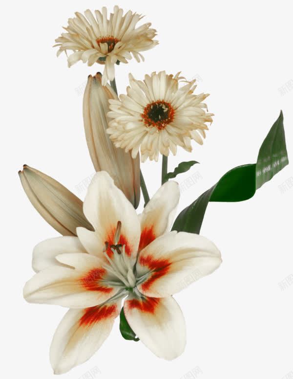 百合菊花png免抠素材_新图网 https://ixintu.com 七星瓢虫 三角梅 山楂 桃花 梅花 水仙花 牡丹 玫瑰 白色蝴蝶兰 草地 菊花 葡萄 蓝莓 蝴蝶 蝴蝶兰 郁金香 雏菊