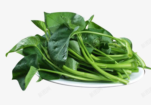 新鲜的空心菜png免抠素材_新图网 https://ixintu.com 免抠 嫩绿 实物 新鲜 植物 空心菜 素材