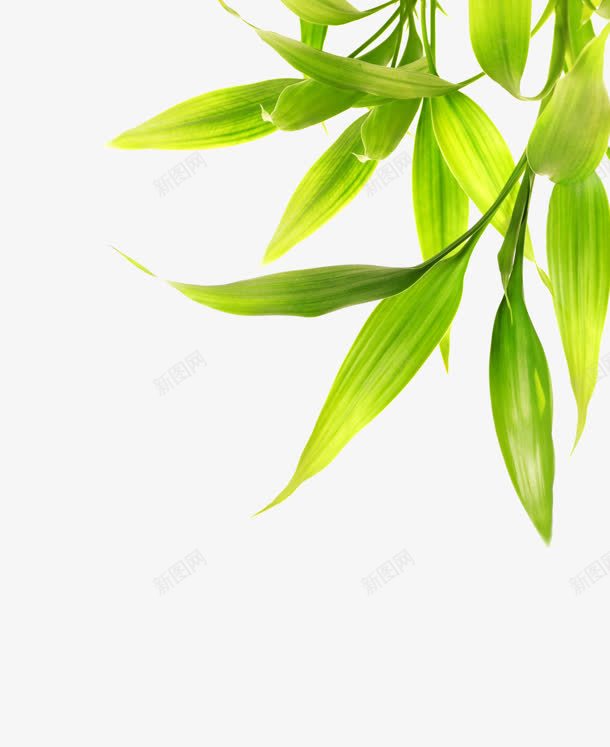 春天绿色叶子png免抠素材_新图网 https://ixintu.com 叶子 图片 春天 绿色
