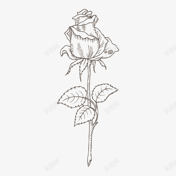 手绘灰色线条玫瑰花png免抠素材_新图网 https://ixintu.com 手绘 手绘灰色线条玫瑰花 灰色 玫瑰花 线条 花朵