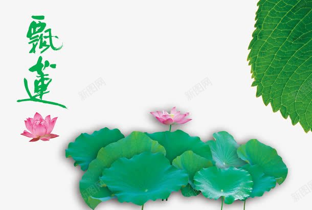 地产广告飘莲荷花png免抠素材_新图网 https://ixintu.com 围墙广告 地产广告 地产户外 地产挂画 地产画册 招商 景观 楼盘广告 荷花 飘莲