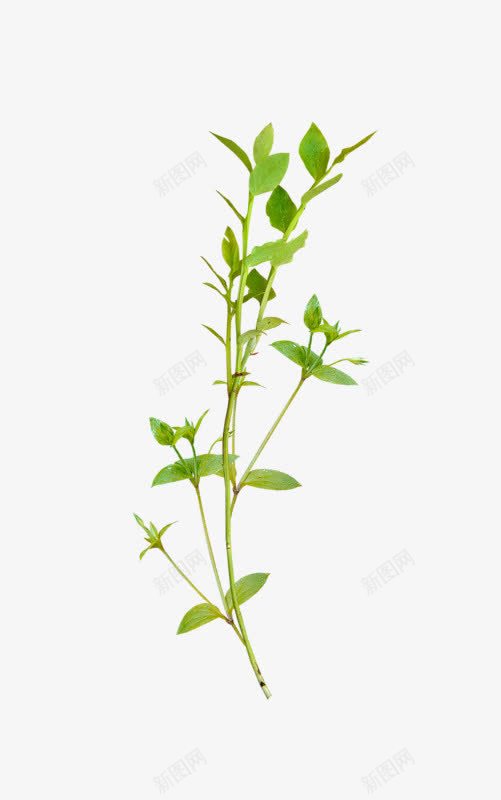 金银花藤png免抠素材_新图网 https://ixintu.com 小清新 植物 绿色 金银花 金银花照片