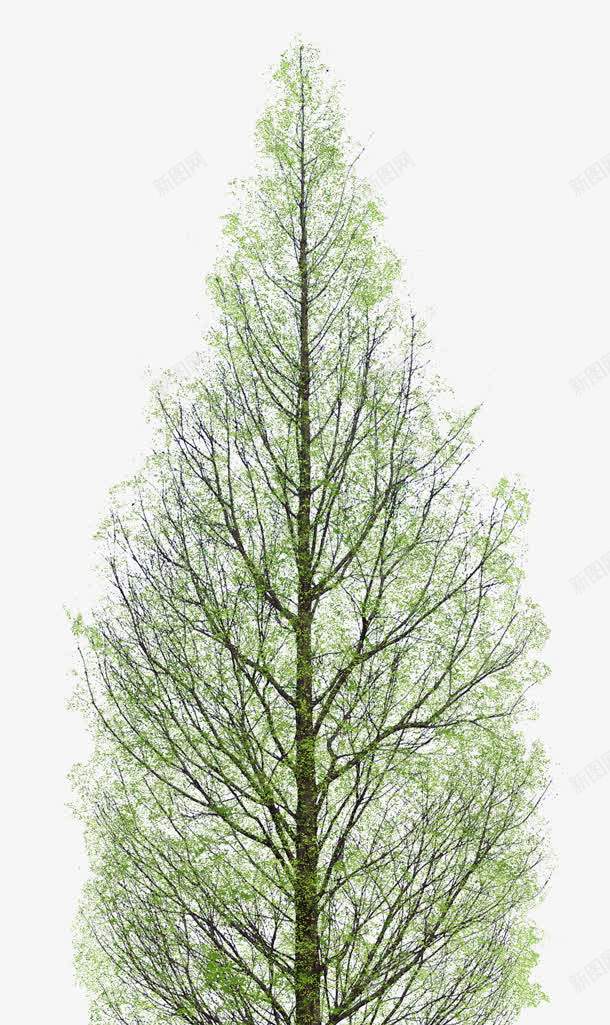 春天嫩叶春季植物png免抠素材_新图网 https://ixintu.com 嫩叶 春天 春季 植物