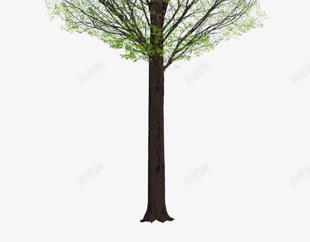 春天嫩叶春季植物png免抠素材_新图网 https://ixintu.com 嫩叶 春天 春季 植物