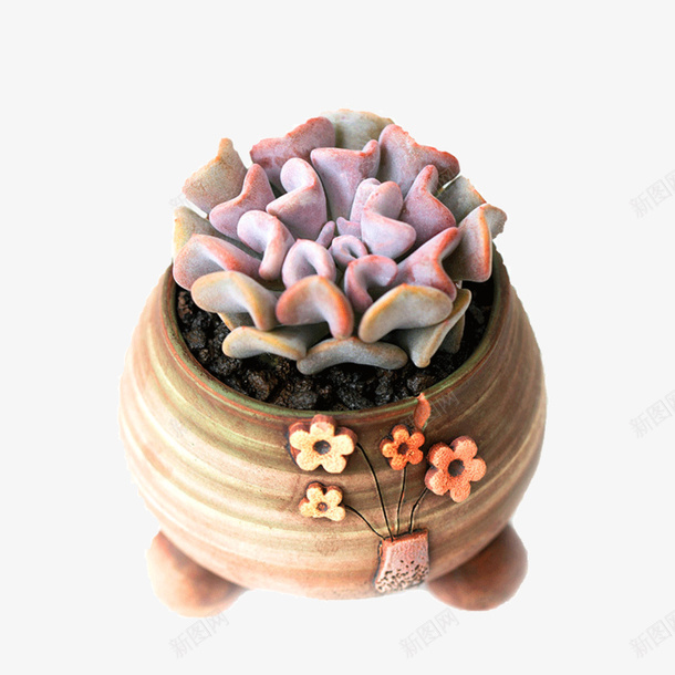 产品实物多肉植物png免抠素材_新图网 https://ixintu.com 产品实物 园艺 多肉盆栽 家居装饰 植物 装饰