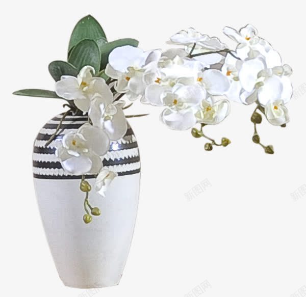 蝴蝶兰花瓶png免抠素材_新图网 https://ixintu.com 家居 家装 白色兰花 白色蝴蝶兰 花卉 花瓶 蝴蝶兰 鲜花